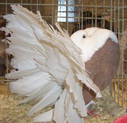 Fantail Fantail