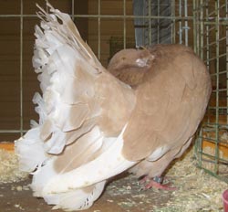 Fantail Fantail