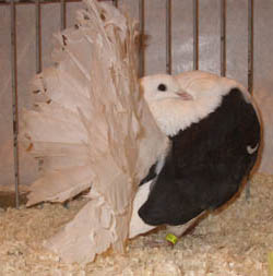 Fantail Black Shielded Fantail Black Shielded