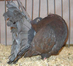 Fantail Fantail