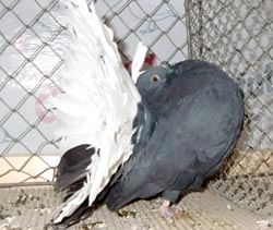 Fantail Fantail