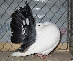 Fantail Fantail