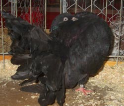 Fantail Black Fantail Black