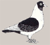 Прахенский каник