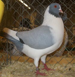 Prachen Kanik Blue with Black Bars