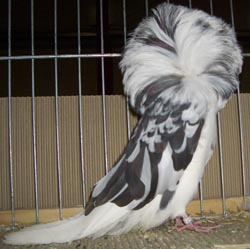 Jacobin Black Mottled Jacobin Black Mottled
