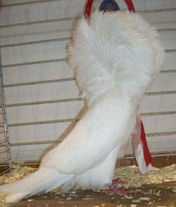 Jacobin White Jacobin White