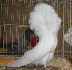 Jacobin White Jacobin White