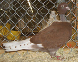 Romanian Naked Neck Red Romanian Naked Neck Red