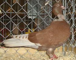 Romanian Naked Neck Red Romanian Naked Neck Red