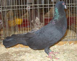 Runt Black Runt Black