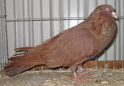 Runt Red Runt Red