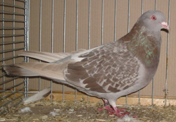 Runt Ash Brown Checked Runt Ash Brown Checked