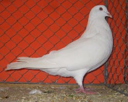 Runt White Runt White