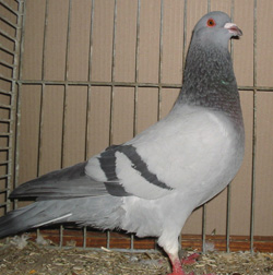 Saar Pigeon Blue with Black Bars Saar Pigeon Blue with Black Bars