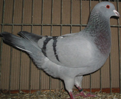 Saar Pigeon Blue with Black Bars Saar Pigeon Blue with Black Bars