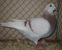 Saar Pigeon Ash Red Saar Pigeon Ash Red