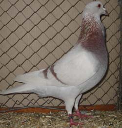 Saar Pigeon Ash Red Saar Pigeon Ash Red