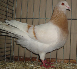 Saar Pigeon Ash Yellow Saar Pigeon Ash Yellow