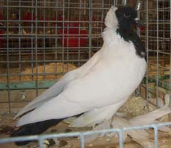 Saxon Colour breast Black Saxon Colour breast Black