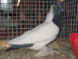 Saxon Colour breast Blue with Black Bars Saxon Colour breast Blue with Black Bars