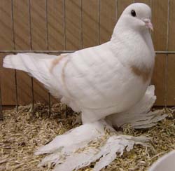 Саксонский лунный голубь Саксонский лунный голубь
