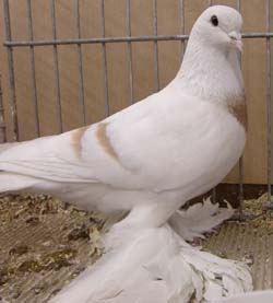 Саксонский лунный голубь Саксонский лунный голубь