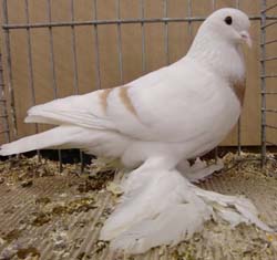 Саксонский лунный голубь Саксонский лунный голубь