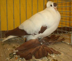 Saxon Stork Pigeon Red Saxon Stork Pigeon Red