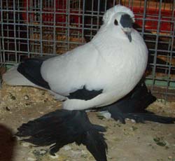 Saxon Stork Pigeon Black Saxon Stork Pigeon Black