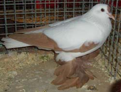 Saxon Stork Pigeon Yellow Saxon Stork Pigeon Yellow