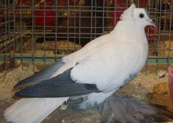 Saxon Stork Pigeon Blue with Black Bars Saxon Stork Pigeon Blue with Black Bars