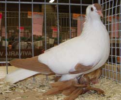 Saxon Stork Pigeon Yellow Saxon Stork Pigeon Yellow
