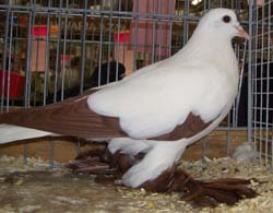 Saxon Stork Pigeon Red Saxon Stork Pigeon Red