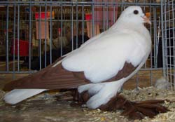 Saxon Stork Pigeon Red Saxon Stork Pigeon Red