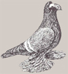 Саксонские 