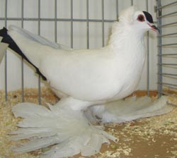 Саксонский пятнистый черный Саксонский пятнистый черный