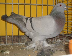 Saxon Field Pigeon Blue with Black Bars Saxon Field Pigeon Blue with Black Bars