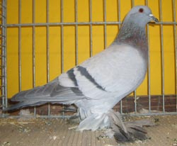 Saxon Field Pigeon Blue with Black Bars Saxon Field Pigeon Blue with Black Bars
