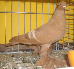 Saxon Field Pigeon Yellow with White Bars Saxon Field Pigeon Yellow with White Bars
