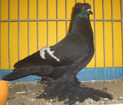 Saxon Field Pigeon Black with White Bars Saxon Field Pigeon Black with White Bars