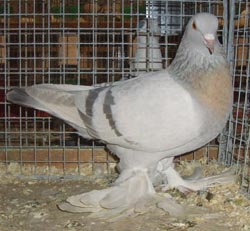 Saxon Field Pigeon Meil Saxon Field Pigeon Meil