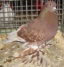 Saxon Field Pigeon Ash Red Checked Saxon Field Pigeon Ash Red Checked
