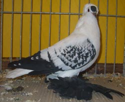 Saxon Wing Pigeon Black Spangle