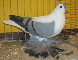 Saxon Wing Pigeon Blue with Black Bars