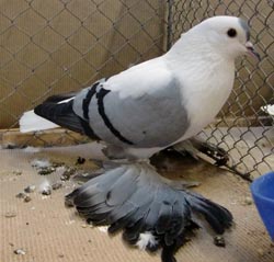 Saxon Wing Pigeon Blue with Black Bars