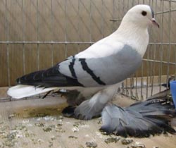 Saxon Wing Pigeon Blue with Black Bars
