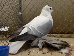 Saxon Wing Pigeon Blue with White Bars