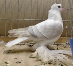 Saxon Wing Pigeon Self Blue with White Bars