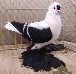 Saxon Wing Pigeon Black with White Bars